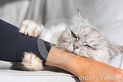 Playful persian fluffy cat biting and scratching hand. Cat playing wiith hand Stock Photo