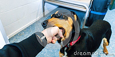 Playful Pet Puppy Stock Photo