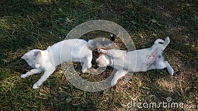 Playful pets on grass, lively young puppy teases cat Stock Photo