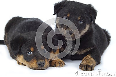 Playful Puppies Stock Photo