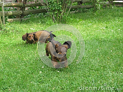 Playful puppies of Dachshund in the garden Stock Photo