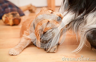 Playful Puppy Stock Photo