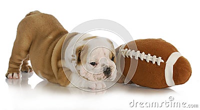 Playful puppy Stock Photo