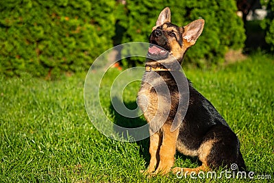 Playful puppy german shepherd dog sitting nicely in the green grass Stock Photo