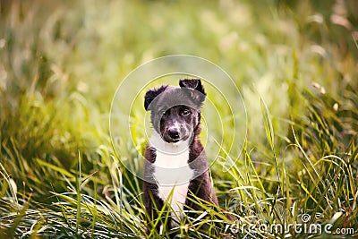 Playful puppy sitting on a green gras in a beautiful sunset in a city park. Border Collie Puppy Sitting in green grass Stock Photo