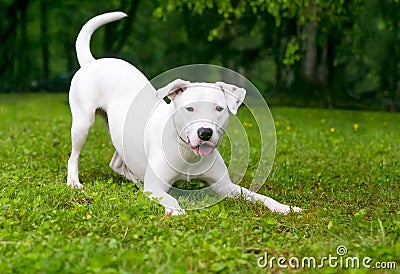 A playful Retriever mixed breed dog in a play bow position Stock Photo