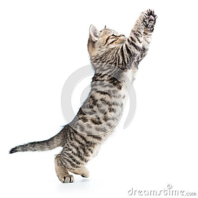 Playful scottish kitten jumping up isolated Stock Photo
