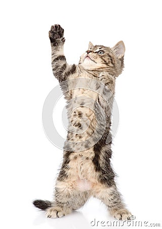 Playful scottish kitten looking up. isolated on white background Stock Photo