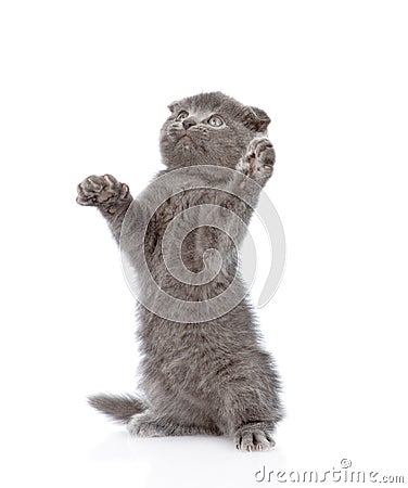 Playful scottish shorthair kitten. isolated on white background Stock Photo