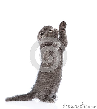 Playful scottish shorthair kitten standing on hind legs. isolated Stock Photo