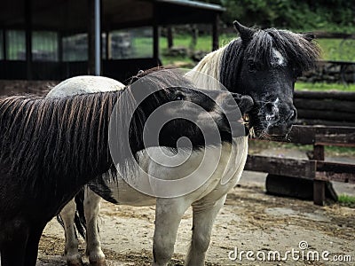 Playful Shetland ponies Stock Photo