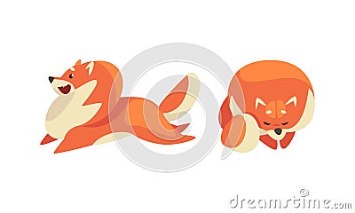Playful Shiba Inu or Akita Puppy as Japanese Breed Dog with Prick Ears Vector Set Vector Illustration