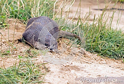 Playful Short Clawed Otter in the wild Stock Photo