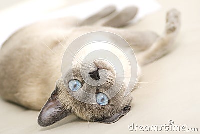 Playful Siamese Looking back Curiously Stock Photo