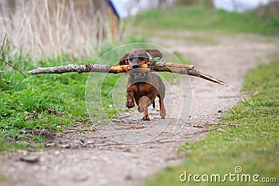 Playful small brown dachshund running in the woods on a sandy road and retrieving a big branch for fun Stock Photo