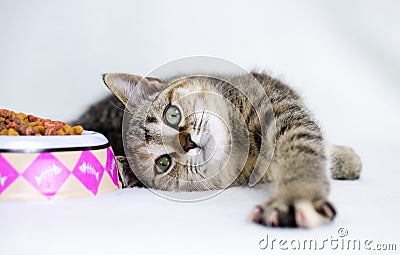 Playful tabby calico kitten laying down next to food bowl Stock Photo
