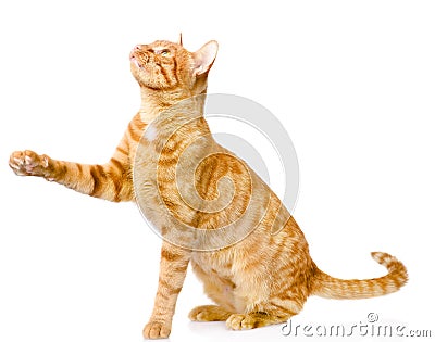 Playful tabby cat. isolated on white background Stock Photo