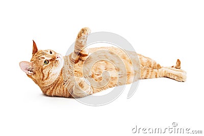 Playful Tabby Cat Laying on Back Stock Photo