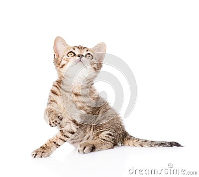 Playful tabby kitten looking up. isolated on white background Stock Photo