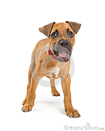 Playful Terrier Crossbreed Puppy Dog Stock Photo