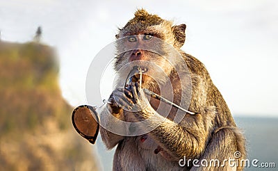 Playful thief monkey with stolen sunglasses, Uluwatu, Bali, Indonesia Stock Photo