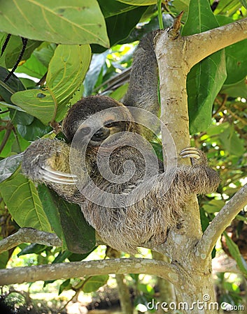 Playful three toe sloth sitting in tree,costa rica Stock Photo