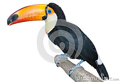Playful toucan Stock Photo