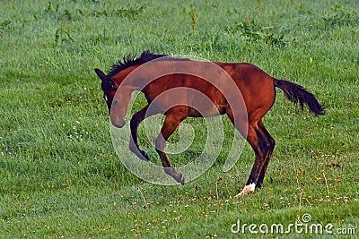 A warm-blooded foal of trotting horse Stock Photo
