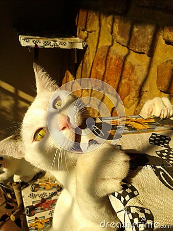 Playful white cat Stock Photo