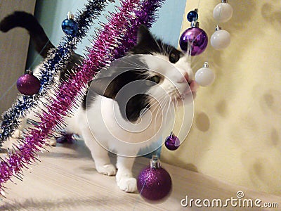 Playfull cat decor christmas curious Stock Photo