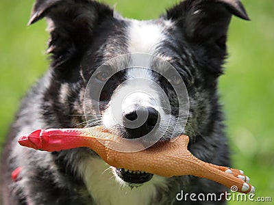 Playfull dog Stock Photo