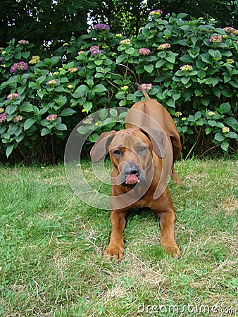 playfull dog Stock Photo