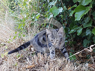 Playfull kitten in garden Stock Photo