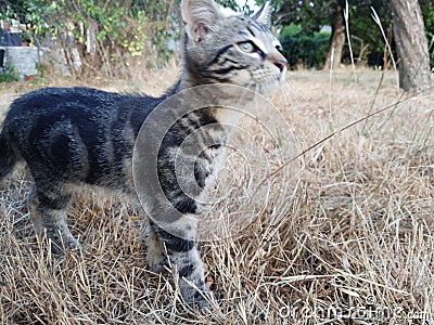 Playfull kitten in grass Stock Photo