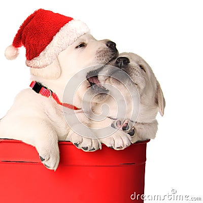 Playfull puppies Stock Photo