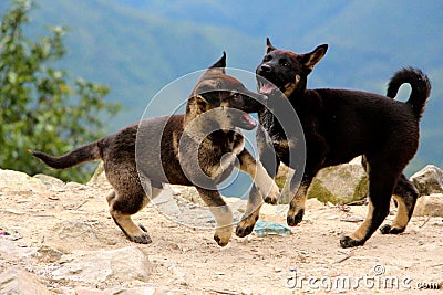 Playfull puppys playing Stock Photo