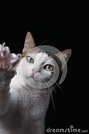 Playfull tabby cat lifts the paw. Isolated on black background. Stock Photo