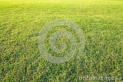 playground , Green lawn pattern, Green grass natural background. Stock Photo