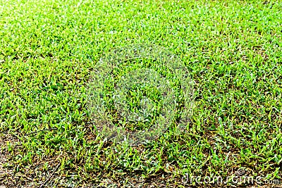 playground Green lawn pattern, Green grass natural background. Stock Photo