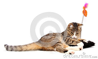 Playing cat Stock Photo