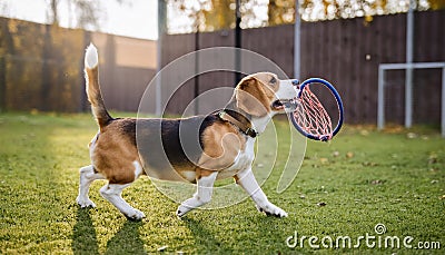 Playing fetch with agile dog. Playing fetch with agile Beagle dog Stock Photo
