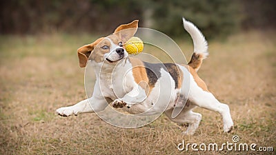 Playing fetch with beagle dog Stock Photo