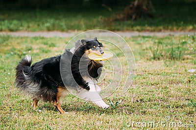 Playing Frisbee Freestyle Tricolor Scottish English Rough Long-Haired Collie Stock Photo