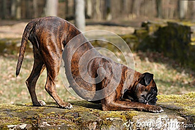 Playing German boxer dog Stock Photo