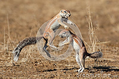 Playing ground squirrels Stock Photo