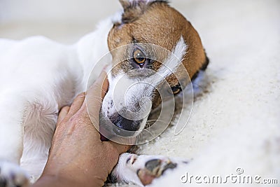 playing with Jack Russell Terrier dog Stock Photo