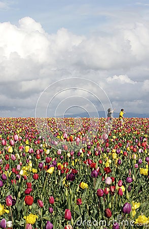Playing in Tulip Fields Stock Photo