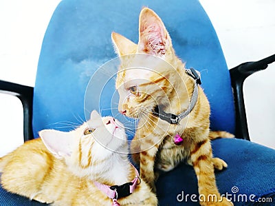 Playing with twins cat Stock Photo