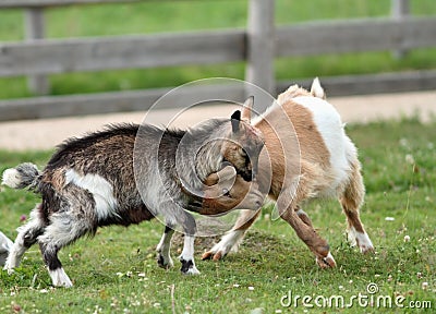Playing young goats Stock Photo