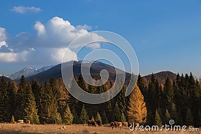 Kanas pastoral scenery Stock Photo